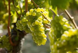Vùng vang pháp Bordeaux và những điều cần biết