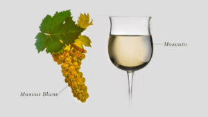 Giống nho Muscat – Moscato và những điều cần biết